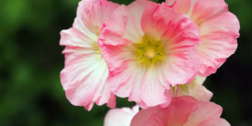 Closeup of pink hollyhocks blossoms