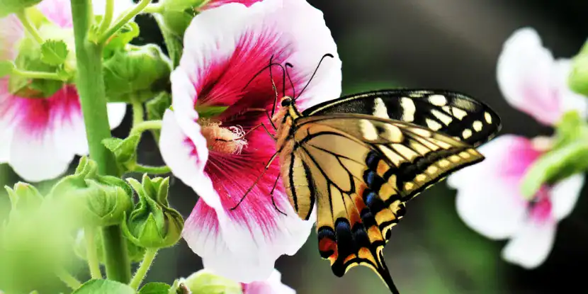 A butterfly on a hollyhock flower