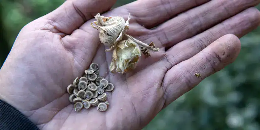 Hollyhocks seeds ready for planting