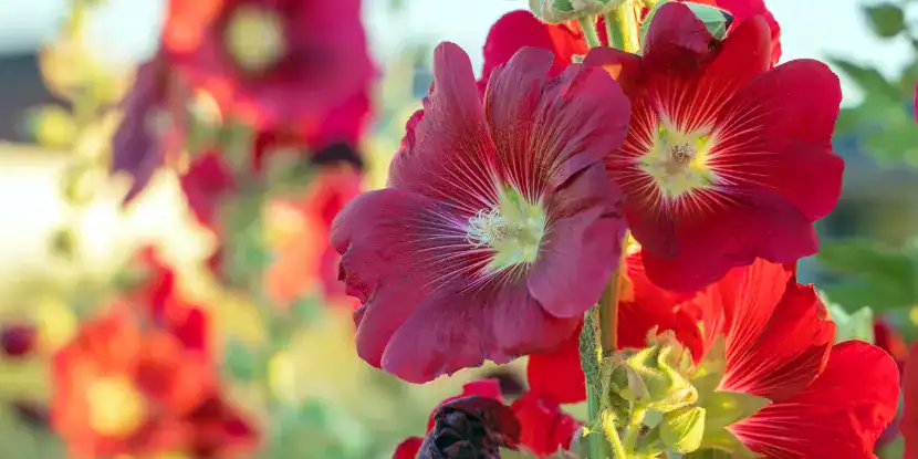 Vibrant red hollyhock blossoms