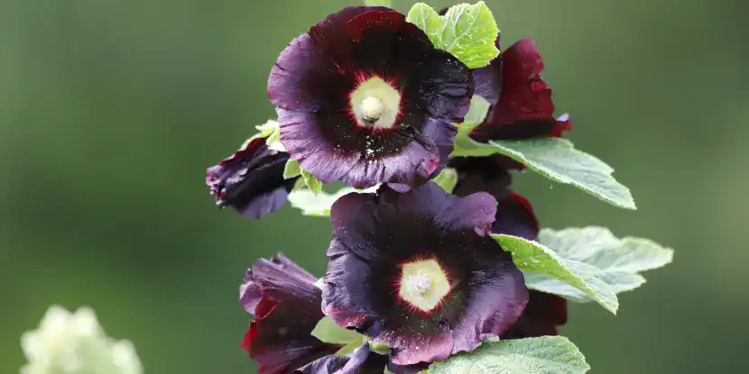 Deep purple hollyhocks flowers