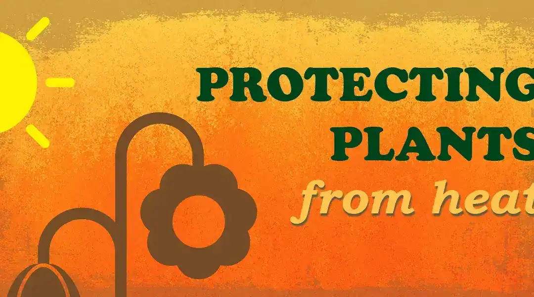 How to Protect Plants from Sunburn & Extreme Heat