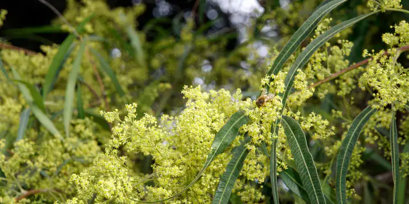 African sumac leaves and flowers