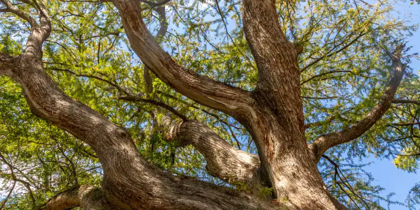 A bald cypress tree
