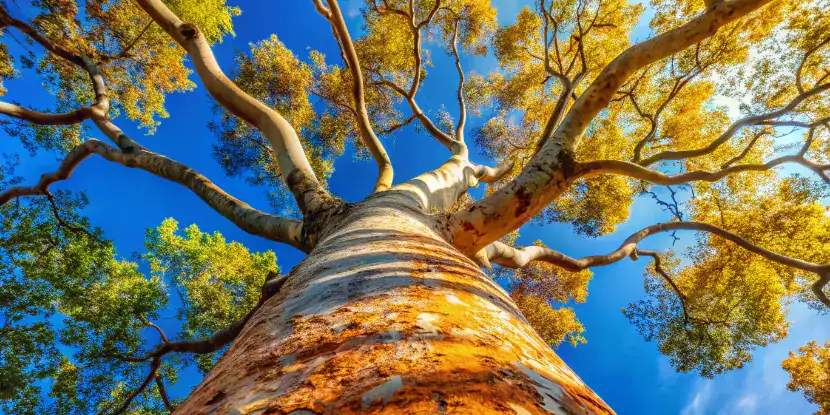 An old California sycamore tree