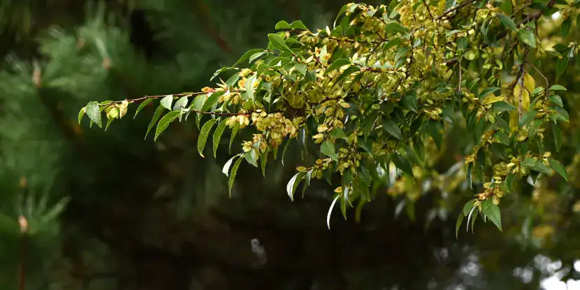 Closeup of Chinese elm foliage