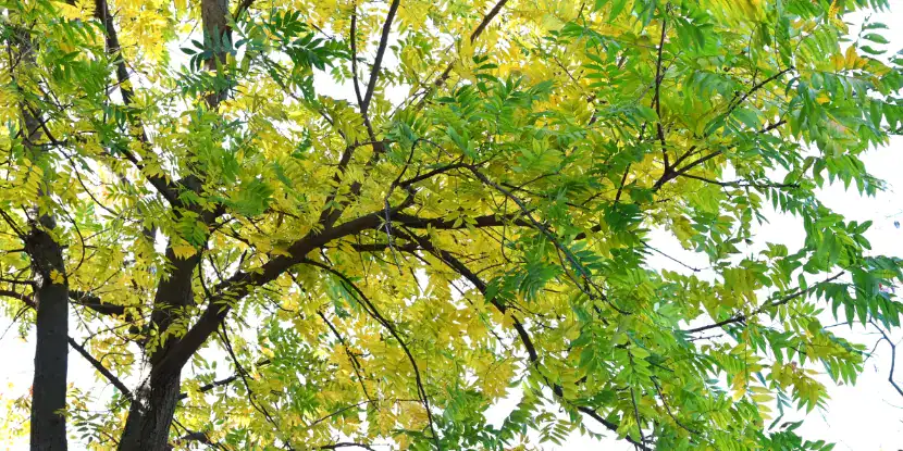The foliage of a Chinese pistache tree