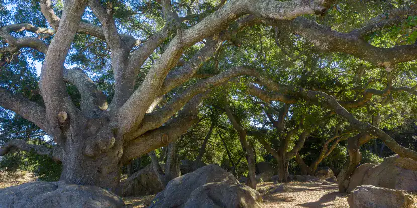 An old coast live oak tree