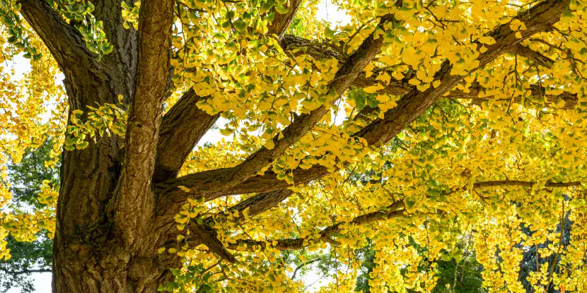 Yellow foliage of a ginkgo tree