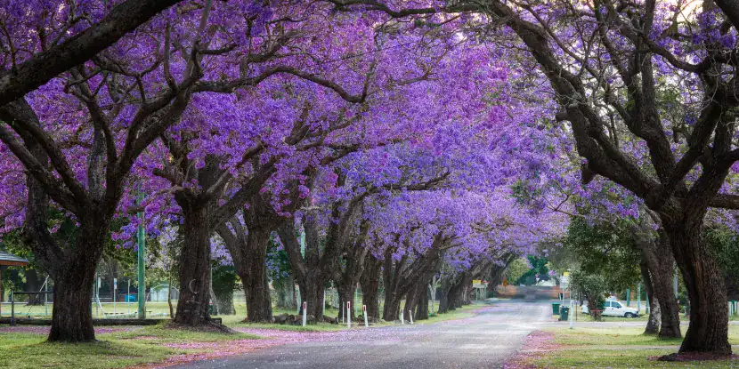 Flowering jacaranda trees
