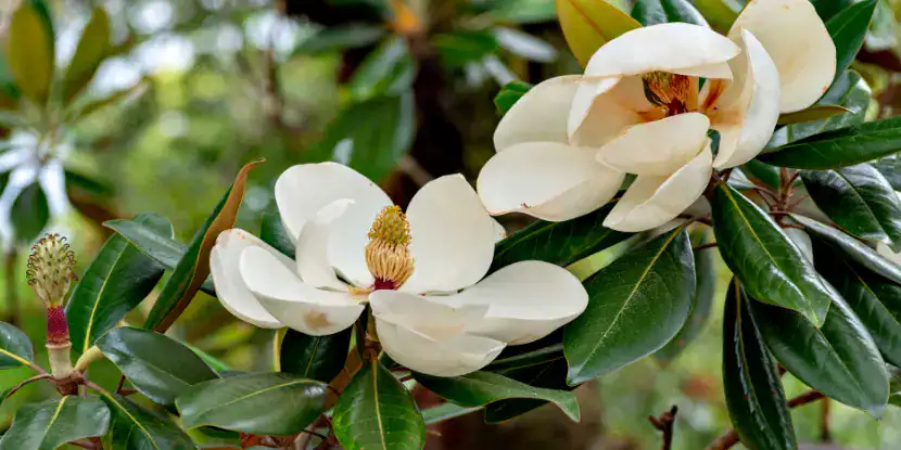 Magnolia flowers