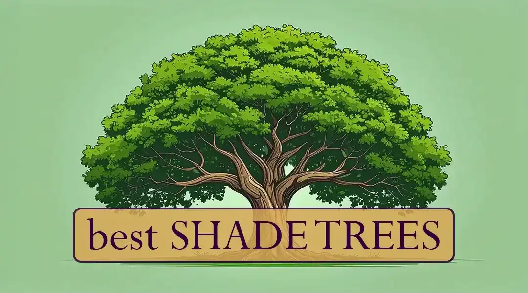 17 Best Shade Trees for August in LA  