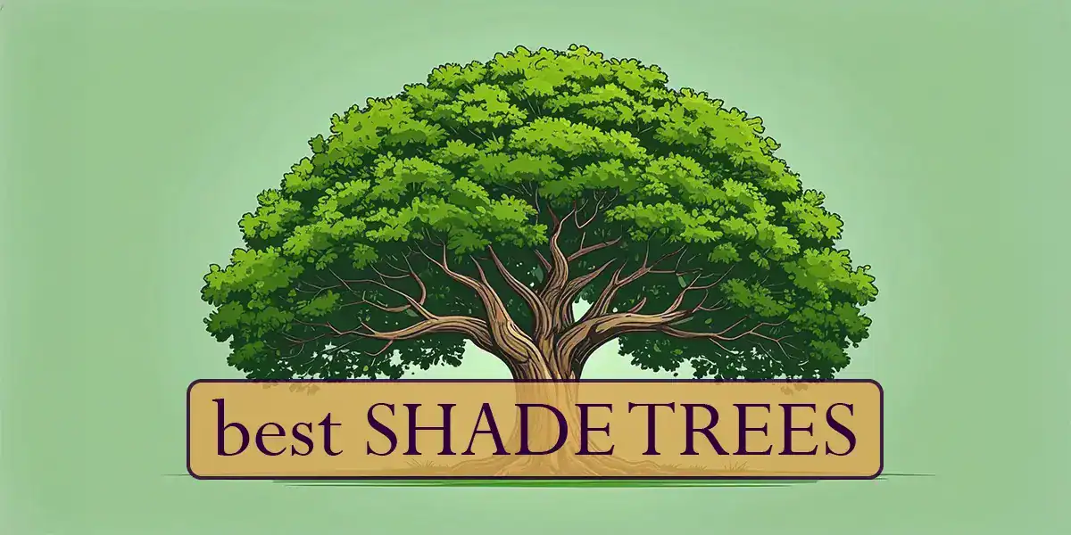 Best Shade Trees