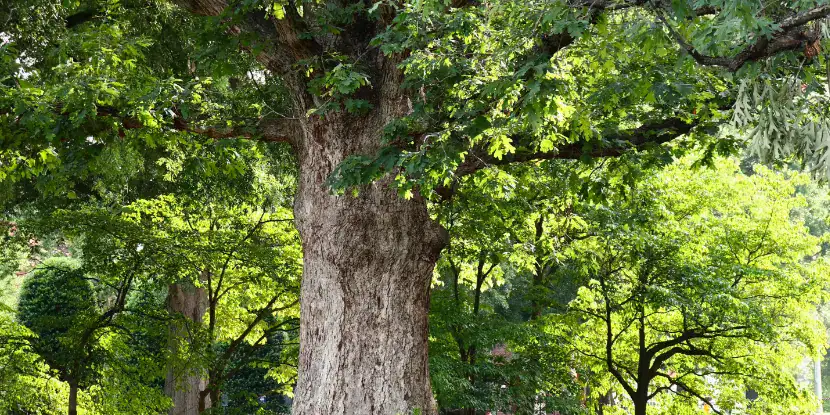 A white oak tree