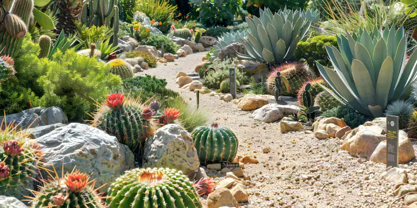 A succulent garden with a decomposed granite walkway.