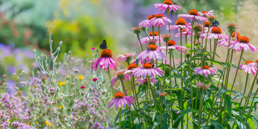 Coneflowers in a lived-in garden