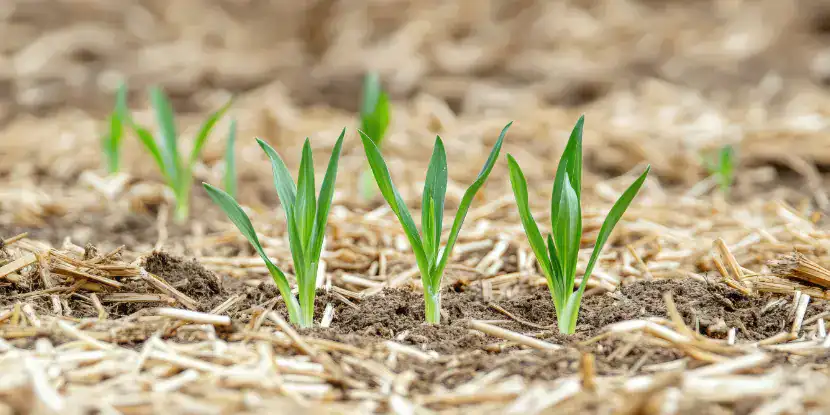 Young plants in a no-till garden