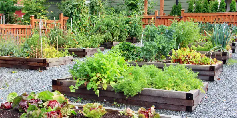 Organic produce grown in raised garden beds