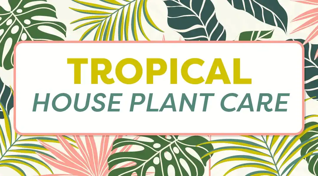 Jungle Vibe: Mastering Indoor Tropical Plant Care