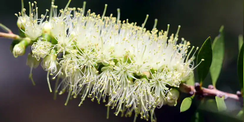 A white bottlebush flower