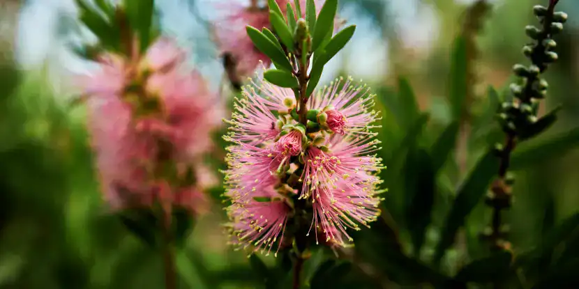 A pink bottlebrush blossom