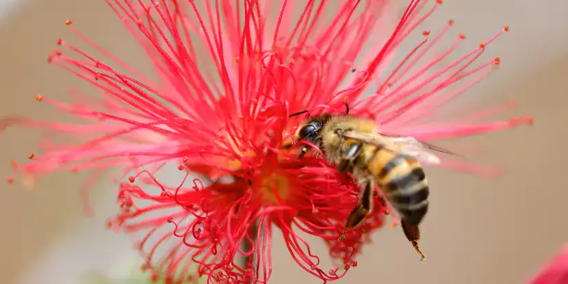 A bee on a bottlebush blossom