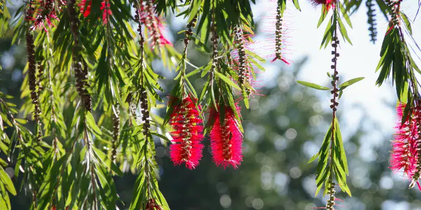 The weeping habit of a bottlebrush tree