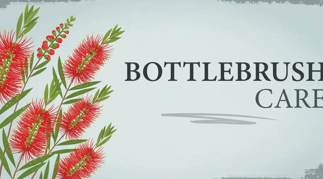 Essential Bottlebrush Care: Beautiful Bushy Blooms for Your Landscape