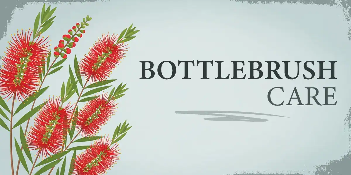 Bottlebrush Care
