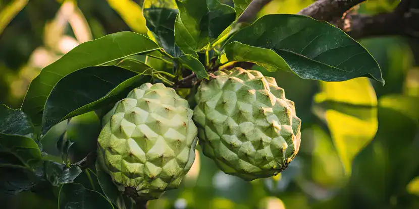 Cherimoya fruit ripening on the tree