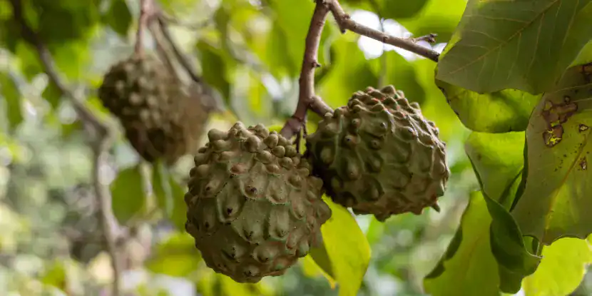 Ripe cherimoya fruit