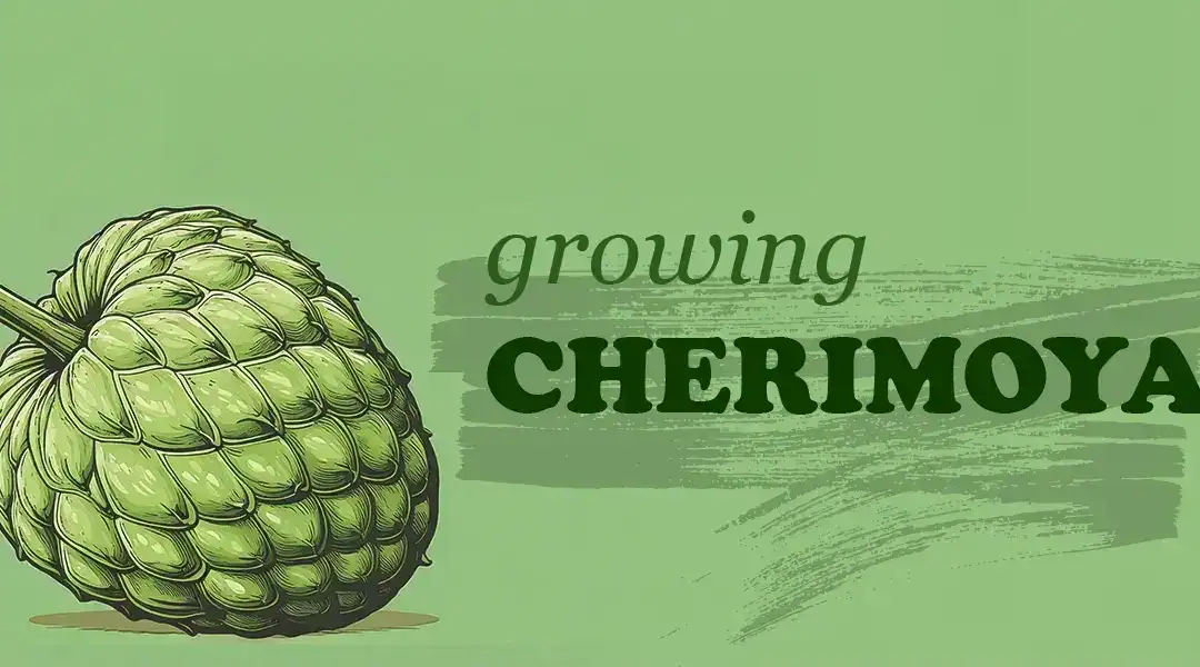 A Gardener’s Guide to Growing Cherimoya in SoCal
