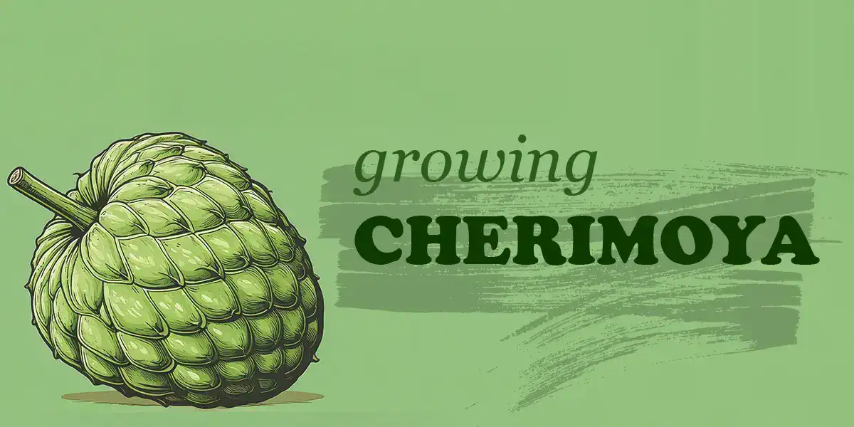 Growing Cherimoya