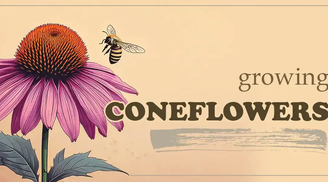 How to Grow Coneflowers for Your Pollinator Garden