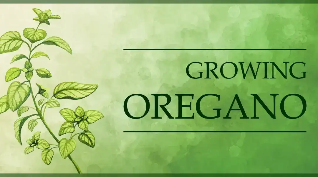 Growing Oregano in a Pot, Indoors or Out