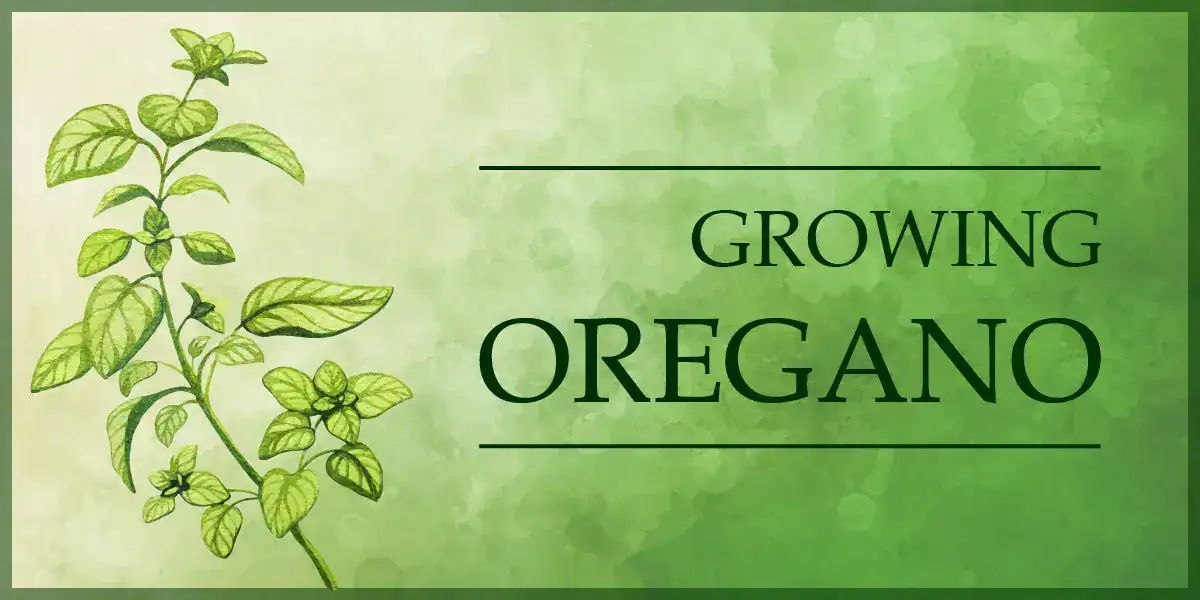 Growing Oregano
