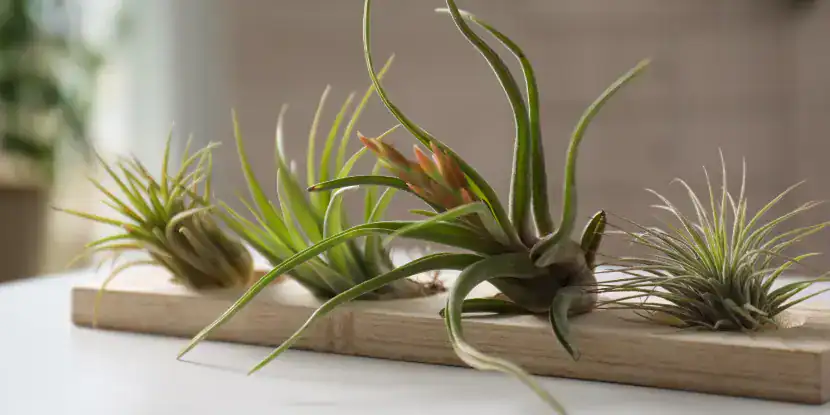 Air plants on a mounting board