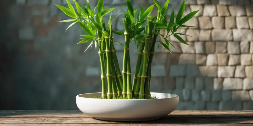 Lucky bamboo growing in soil