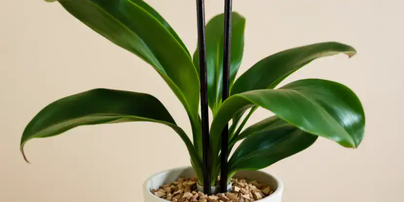 Potted cast iron plant