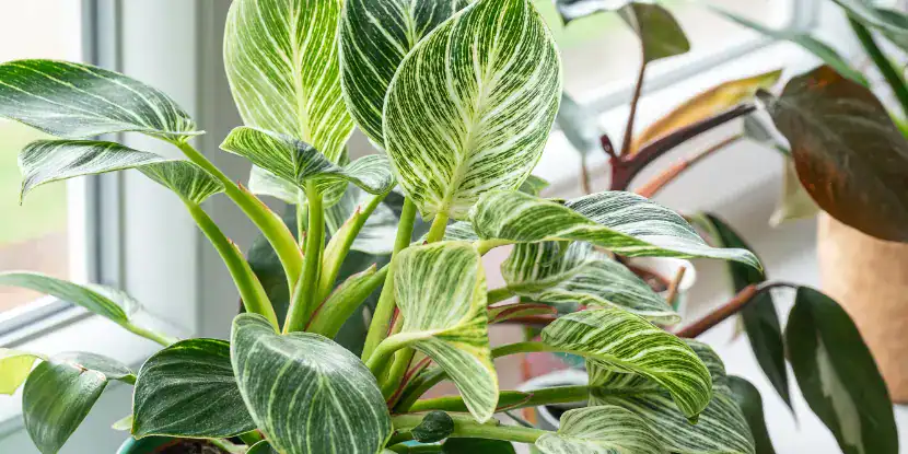 Potted philodendron
