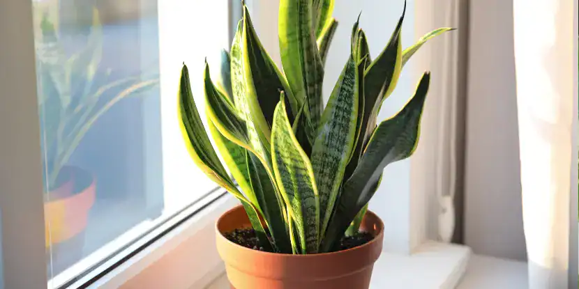 A snake plant by the window