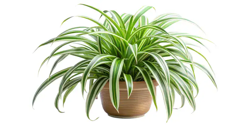 A potted spider plant