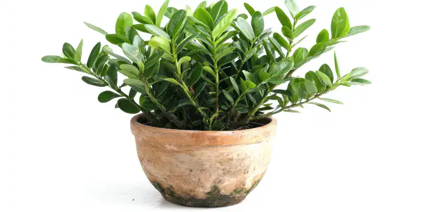 Potted zz plant