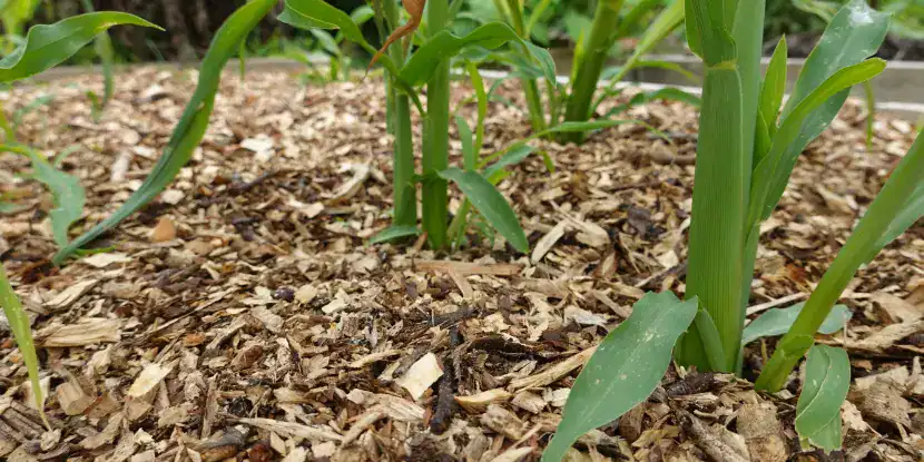 Wood mulch around growing corn stalks