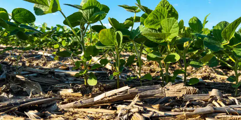 Young soybean plants in a no-till field