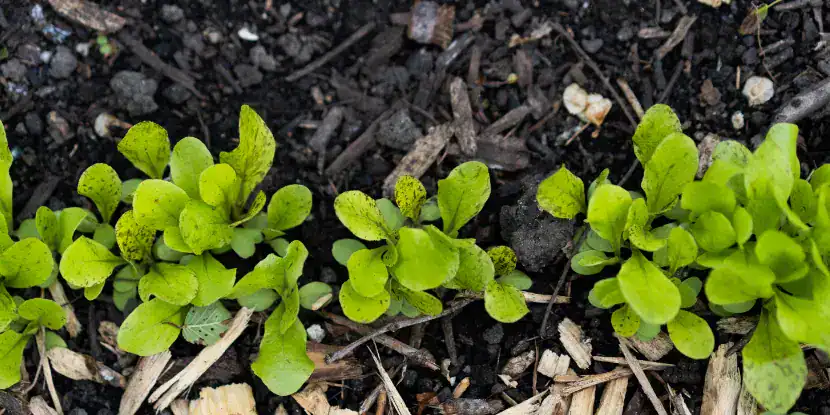 A row of lettuce seedlings in a no-till garden
