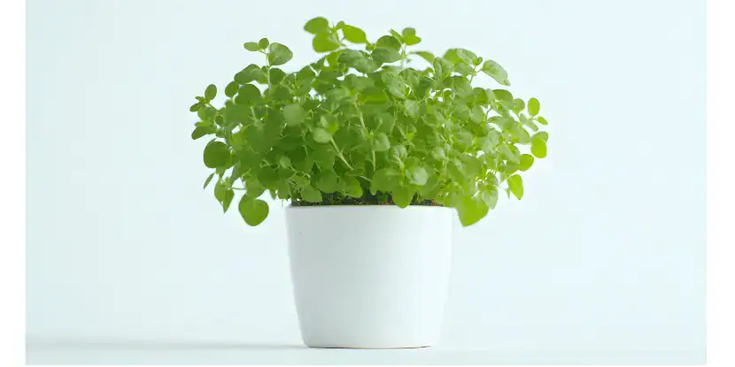 Oregano in a white pot