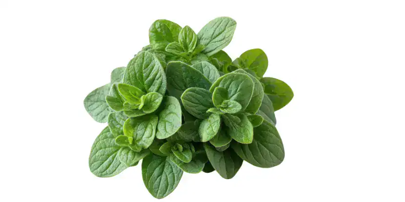 The aromatic, dark green foliage of an oregano plant