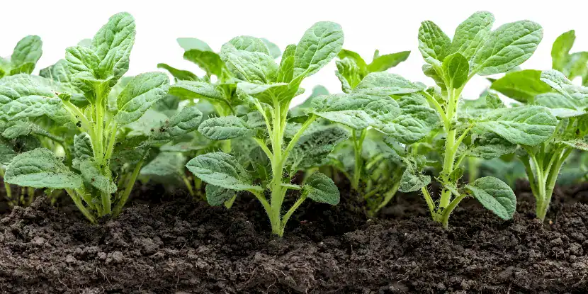 Young oregano plants in the garden