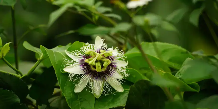 Passiflora edulis flower